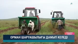 Орман шаруашылығы дамып келеді